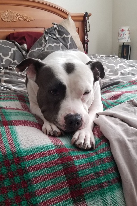 Dani