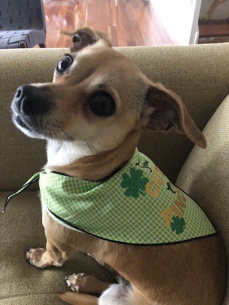 Clover