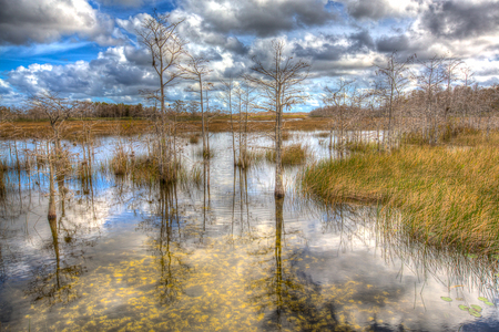 Cypress Trees In Wetlands At Grassy Waters Preserve