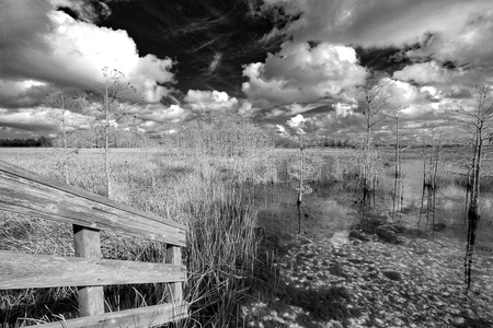 Wetlands At Grassy Waters Preserve