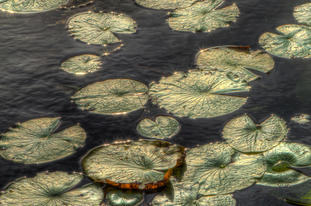 Lily Pads At Grassy Waters Preserve