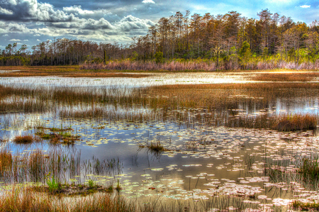 Wetlands With Lily Pads At Grassy Waters Preserve