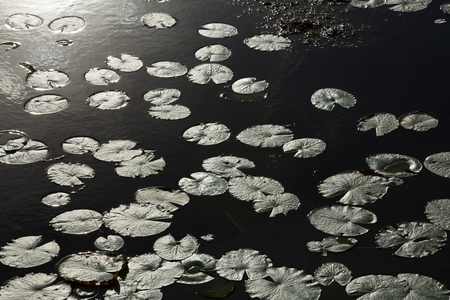 Lily Pads At Grassy Waters Preserve