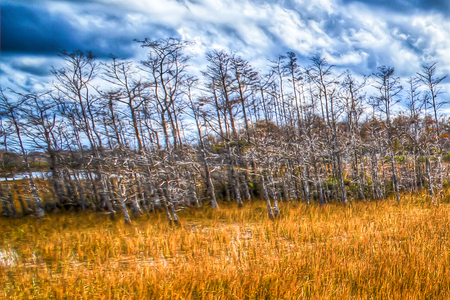 Cypress Hammock At Grassy Waters Preserve