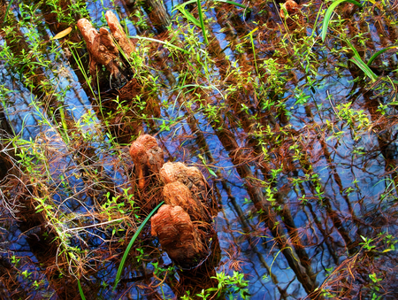Cypress Knees