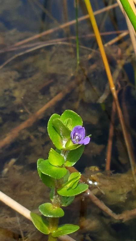 Lemon Bacopa