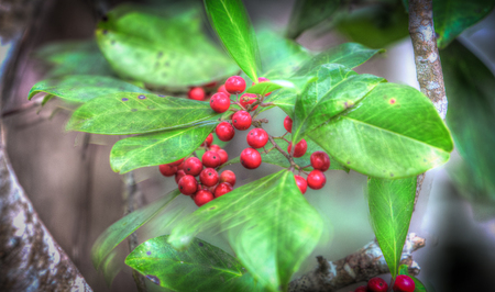 Rouge Plant At Grassy Waters Preserve