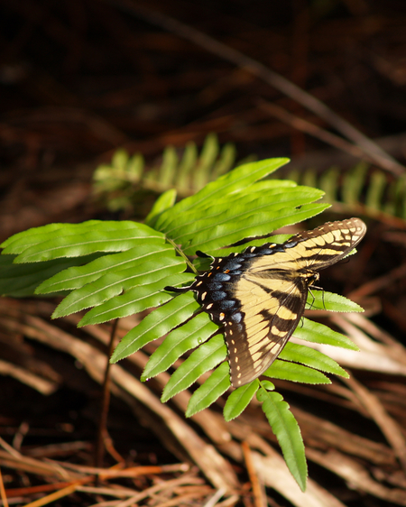 Eastern Tiger Swallowtail on the Hog Hammock Trail