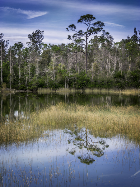 REFLECTING TREE IN GRASSY WATERS