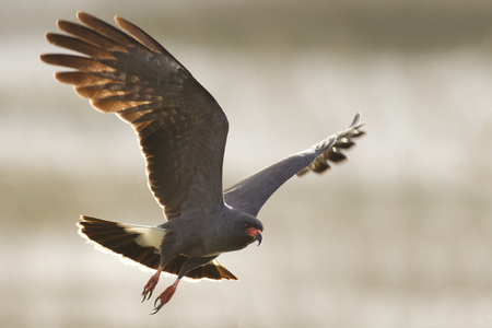 Backlit Snail Kite Flying In