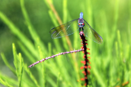Droopy Dragonfly
