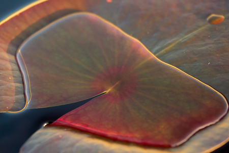 Lily Pad Pool