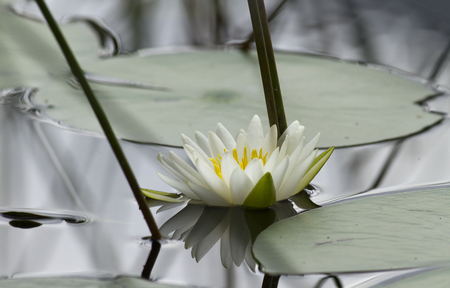 Blooming Lily Pad