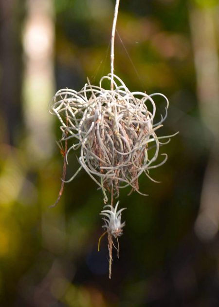 JJames air fern