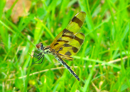 JJames dragon fly
