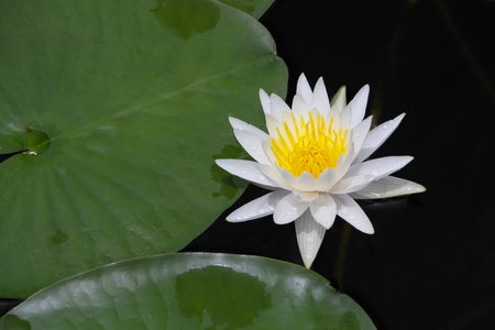 beauty on the water