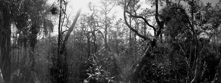 Jungleland