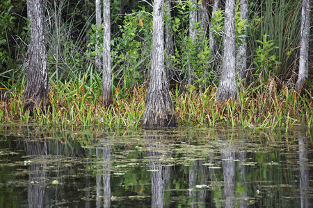 Calm Reflection