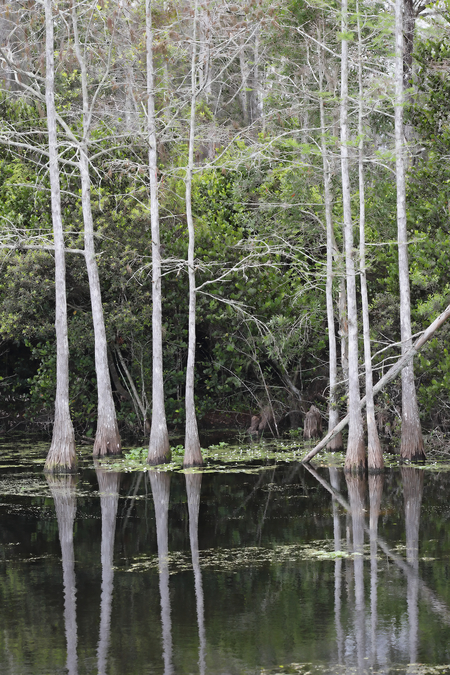 Cypress Stand I