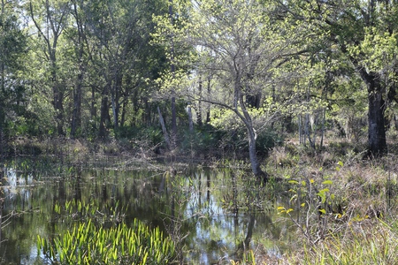 Western Preserve I