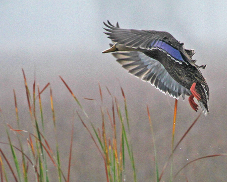 Foggy Morning in the Restoration Area