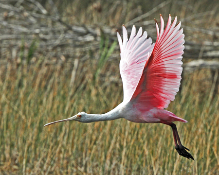 Roseate Spoonbill in flight