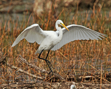 Graceful Landing