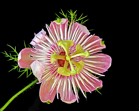 Beautiful but Invasive