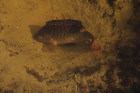 Nature Reproduces - Fish in Bed Preparing to Spawn