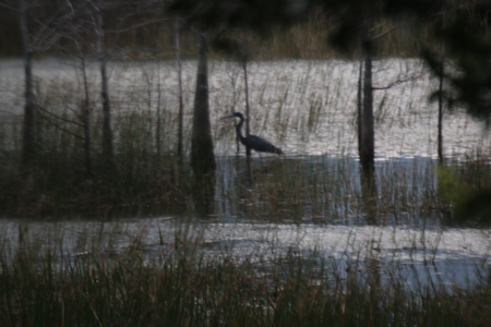 Beautiful, Safe & At Home in Grassy Waters Preserve