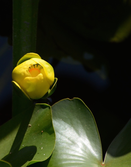 spatterdock