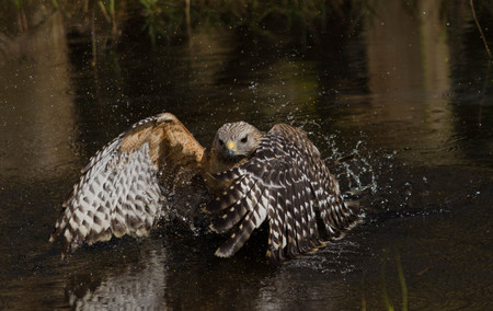Secret Catch