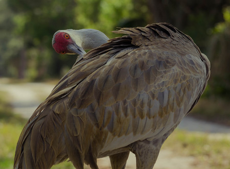 Preen