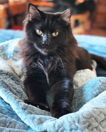 Bellaire Boujee Binx 