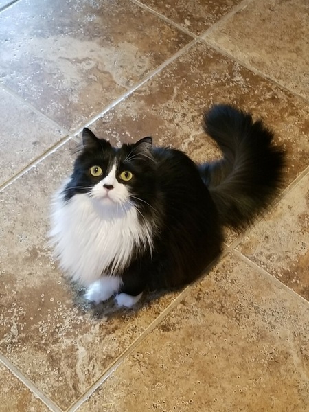 Cooki