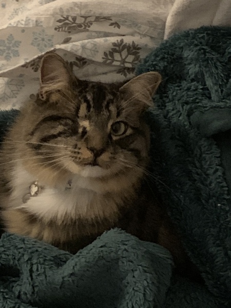 Cubbie