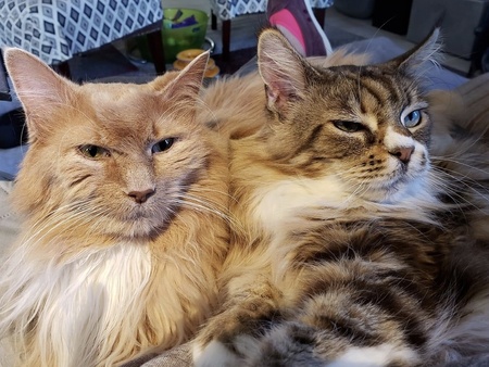 Dax and Candi