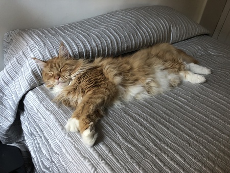 Tig