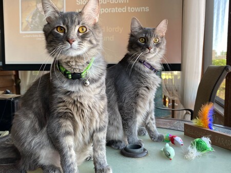 Apollo & Zeus Crosby-Johnson