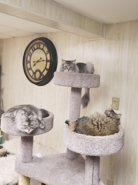 Entry image for Starr, Ella and Jinxy. Clicking this image will show a larger photo