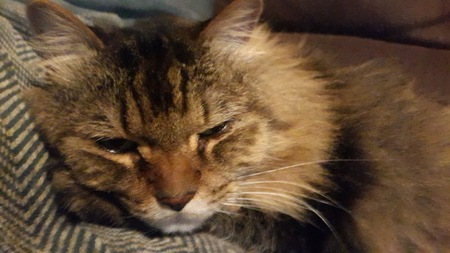 Tigger