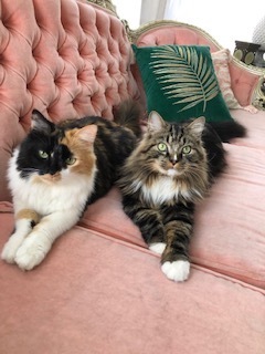 Tia & Tibbs