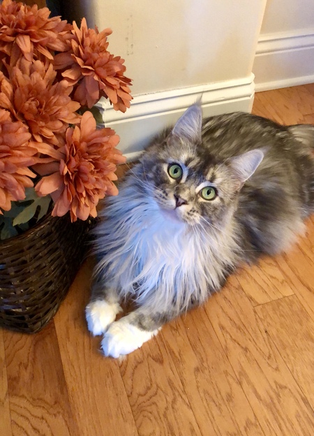 Willow