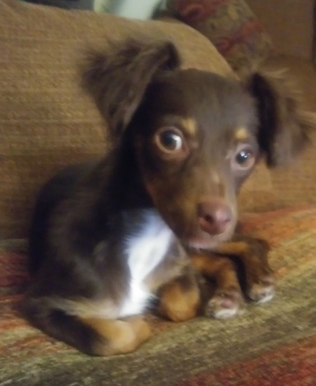 Laila