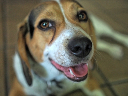 Hudson Hereford Beagle