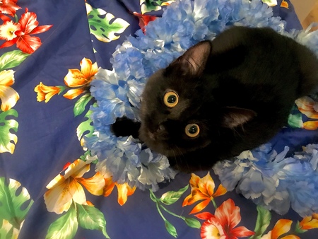 "IZ" aka Izzy