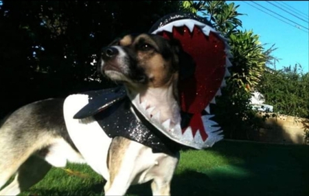 Baron Von Too Cute 
