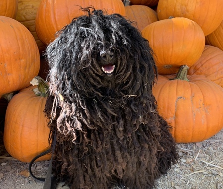 I’m an Iree Puli (Iree)