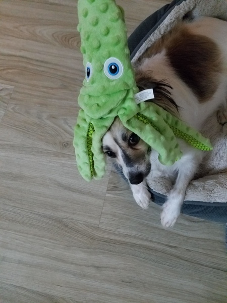 Shrody