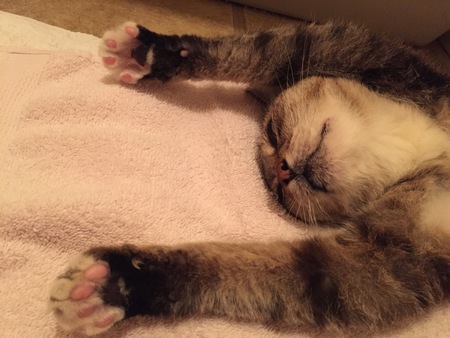 Puna Kitty